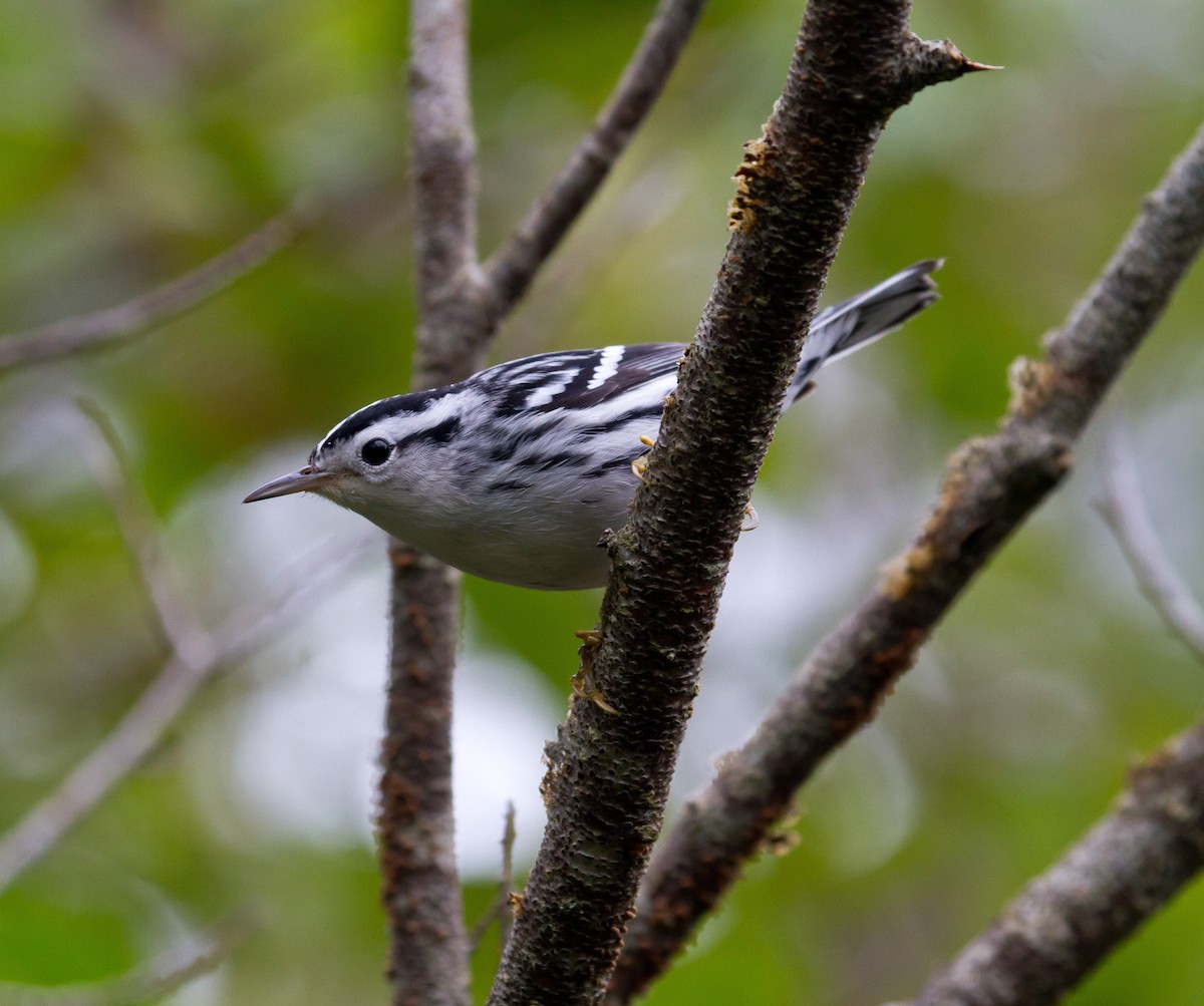Black-and-white Warbler - ML608992214