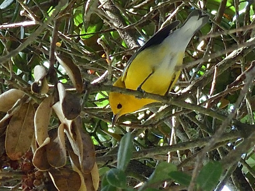 Prothonotary Warbler - ML608992287