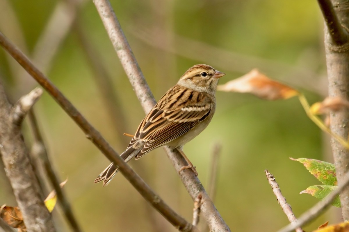 Chipping Sparrow - ML608992465