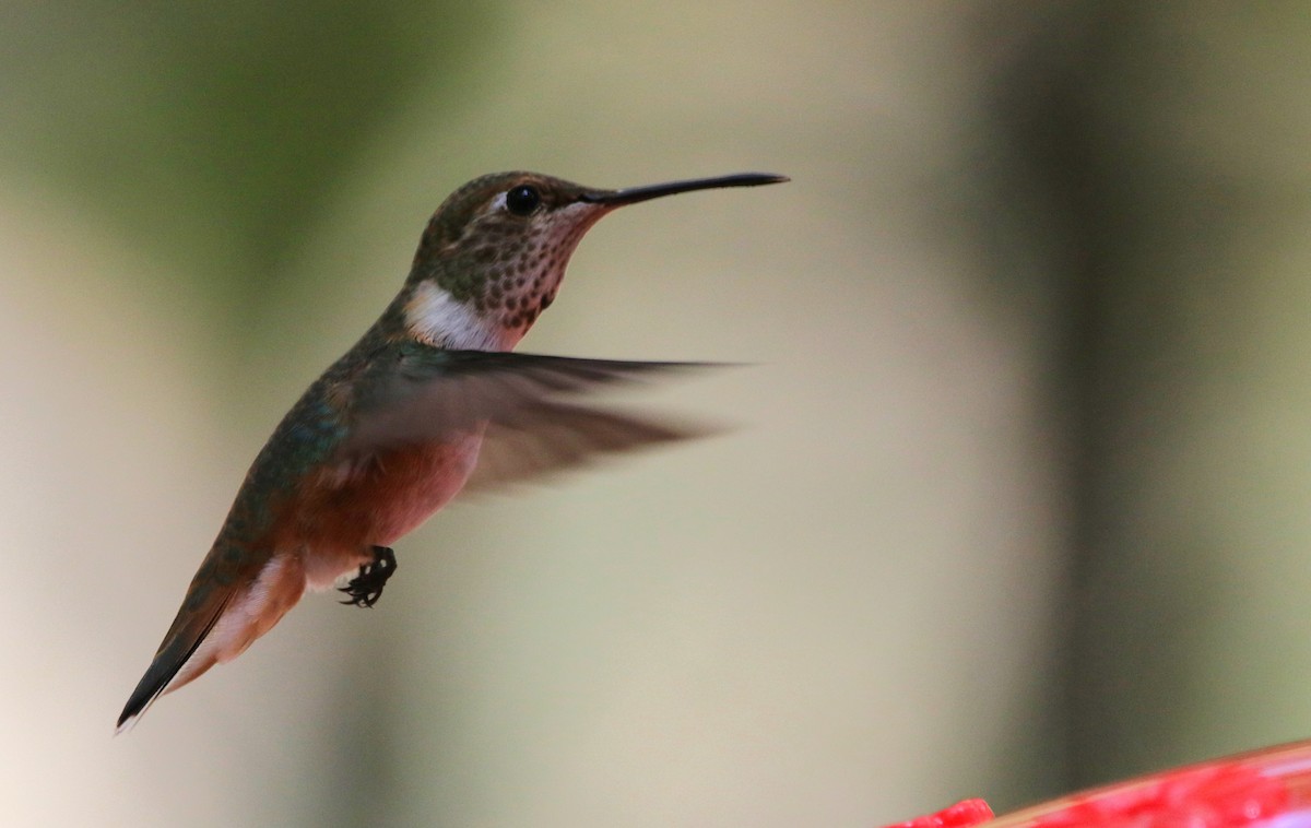 Rufous Hummingbird - ML608993084