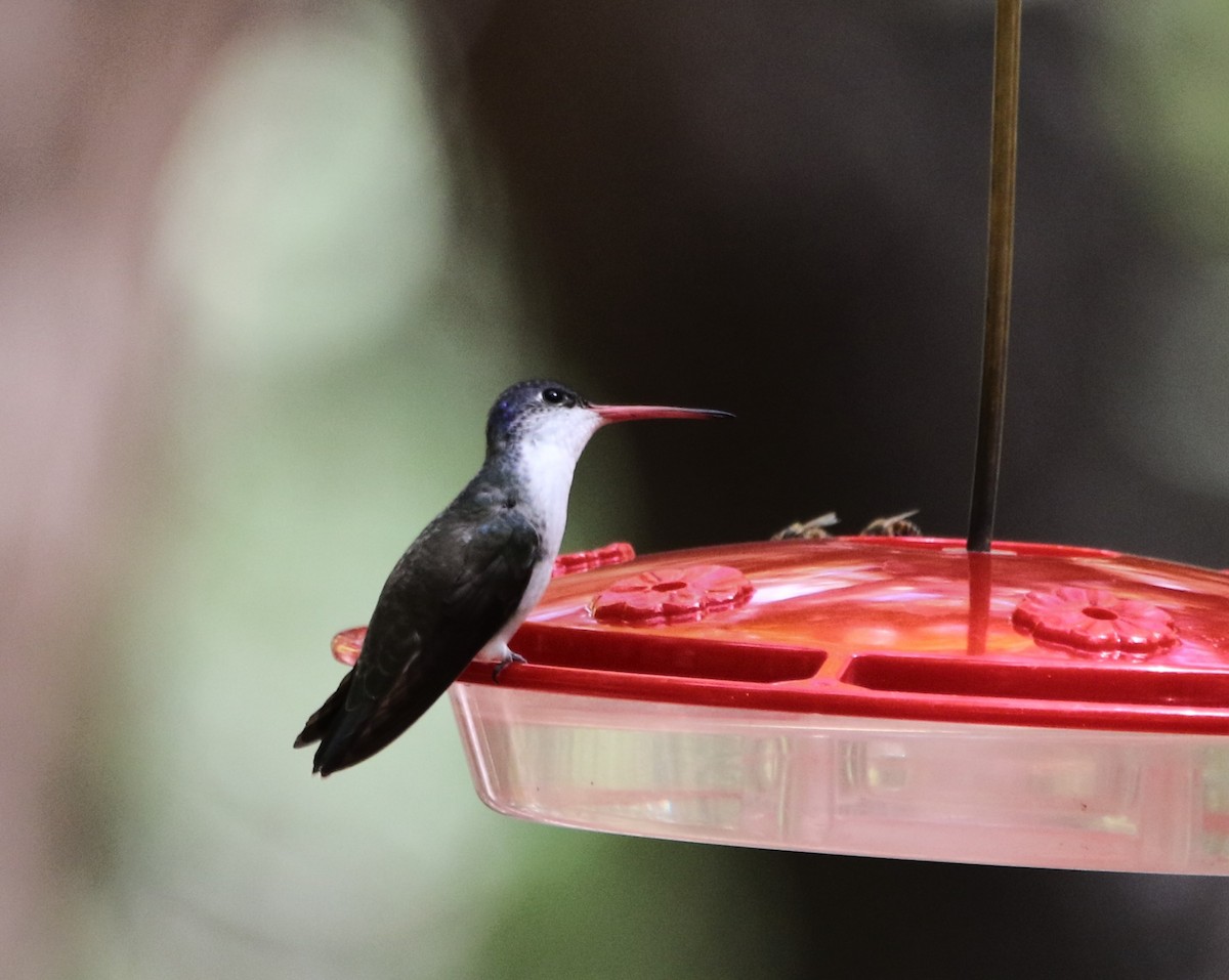 Violet-crowned Hummingbird - ML608993097