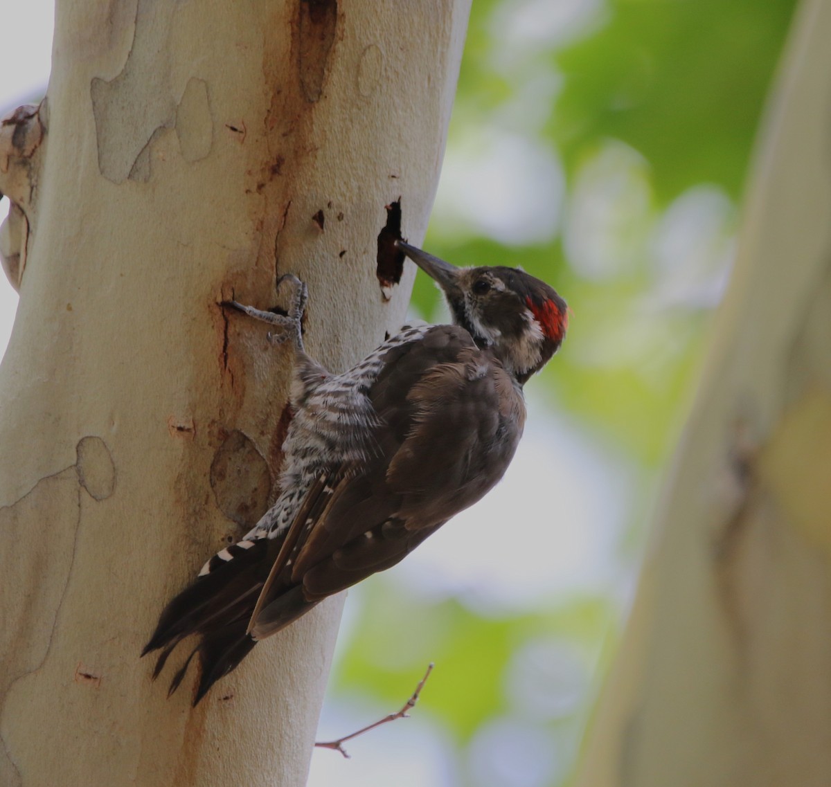 Arizona Woodpecker - ML608993104
