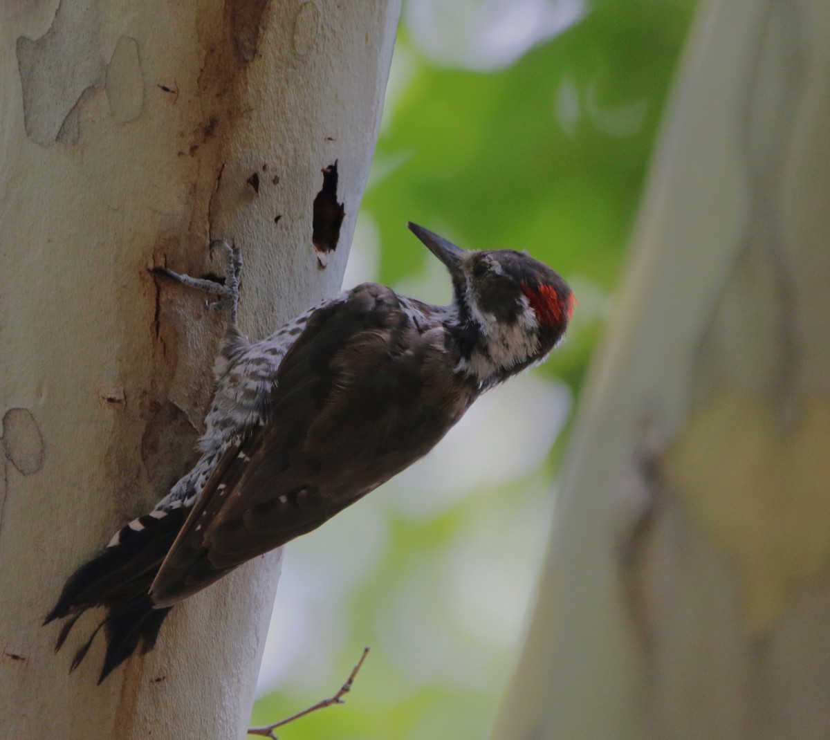 Arizona Woodpecker - ML608993108