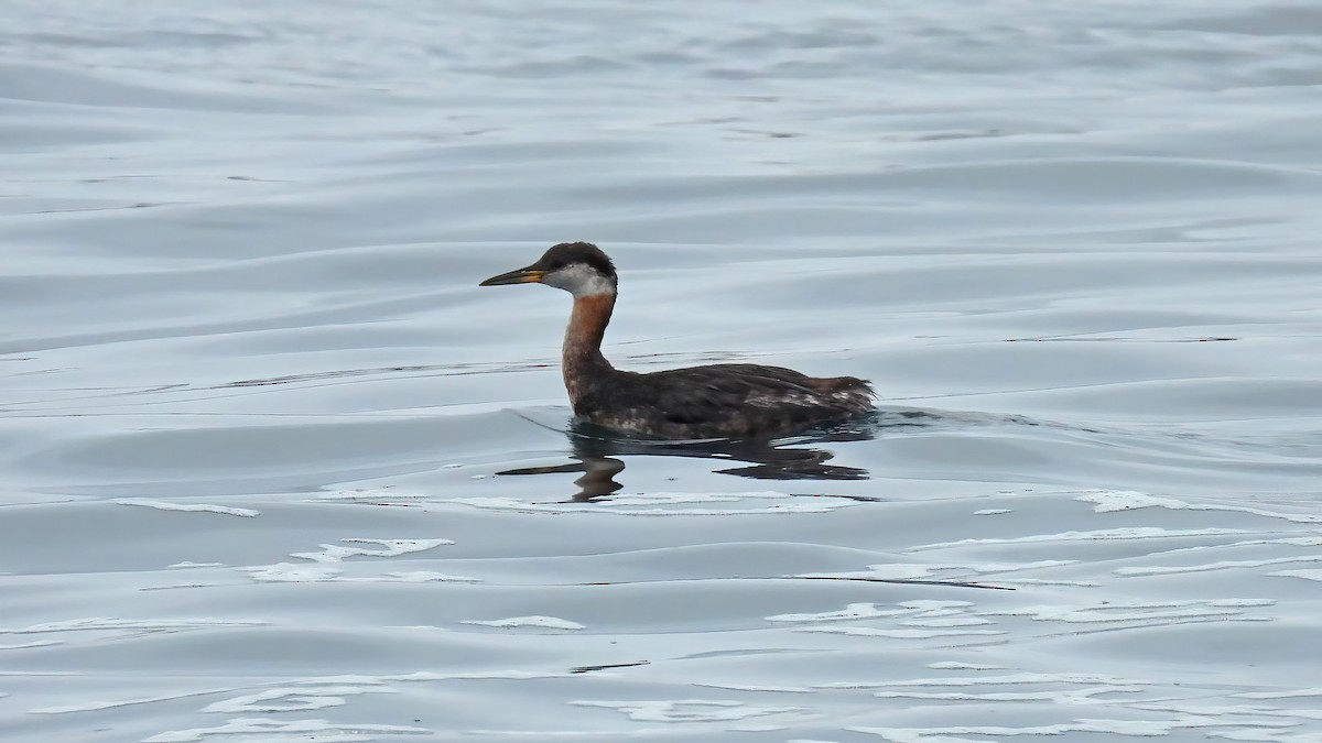 Red-necked Grebe - Leah Alcyon