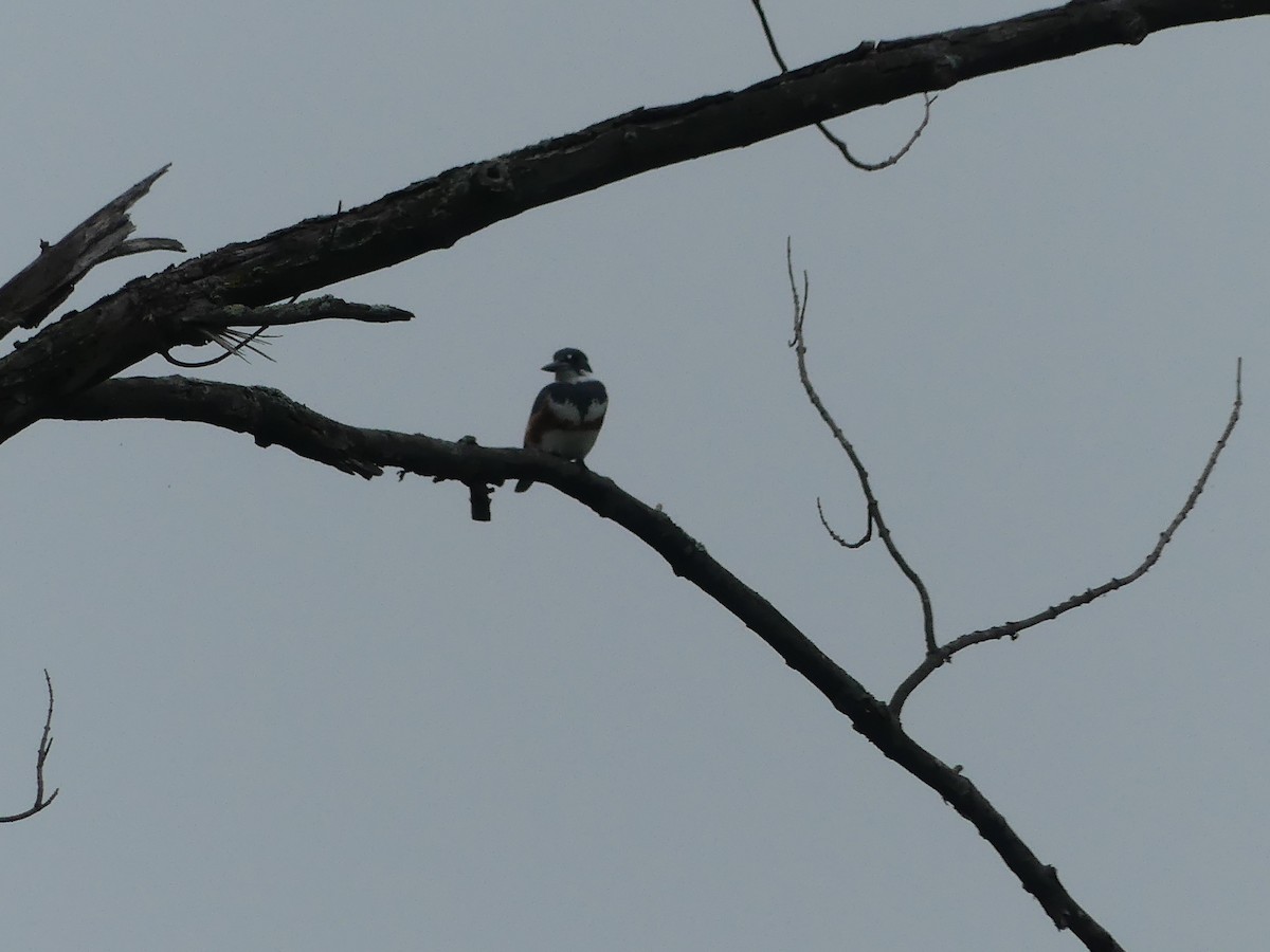 Belted Kingfisher - ML608993410