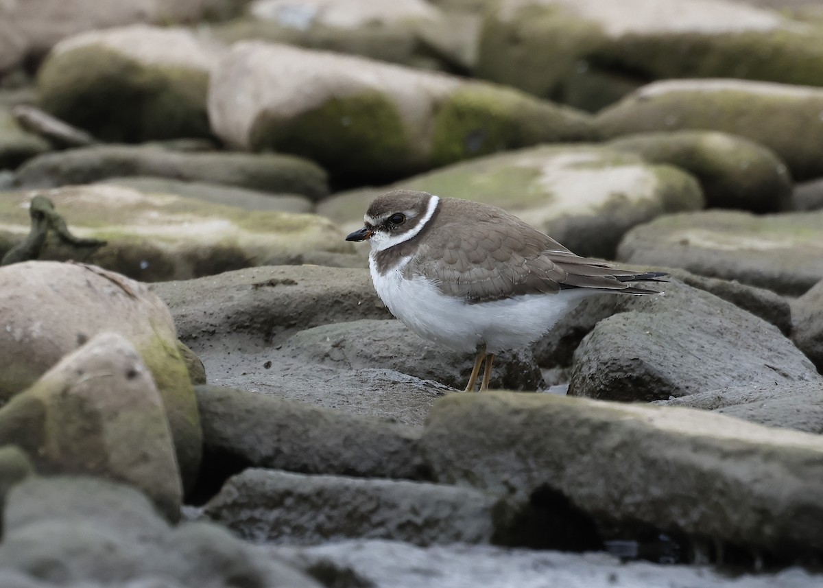 Semipalmated Plover - ML608993905