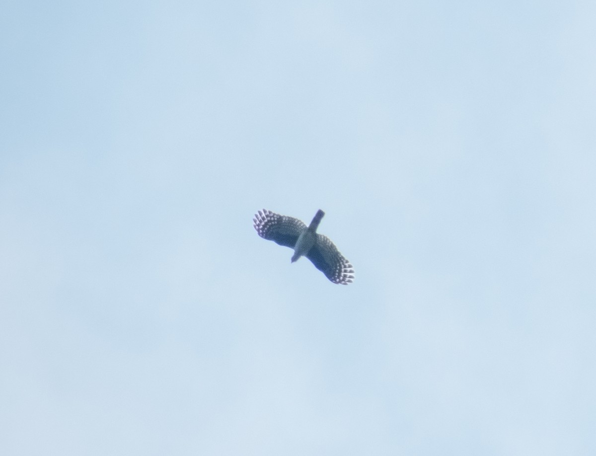 Gray-headed Kite - ML608994956