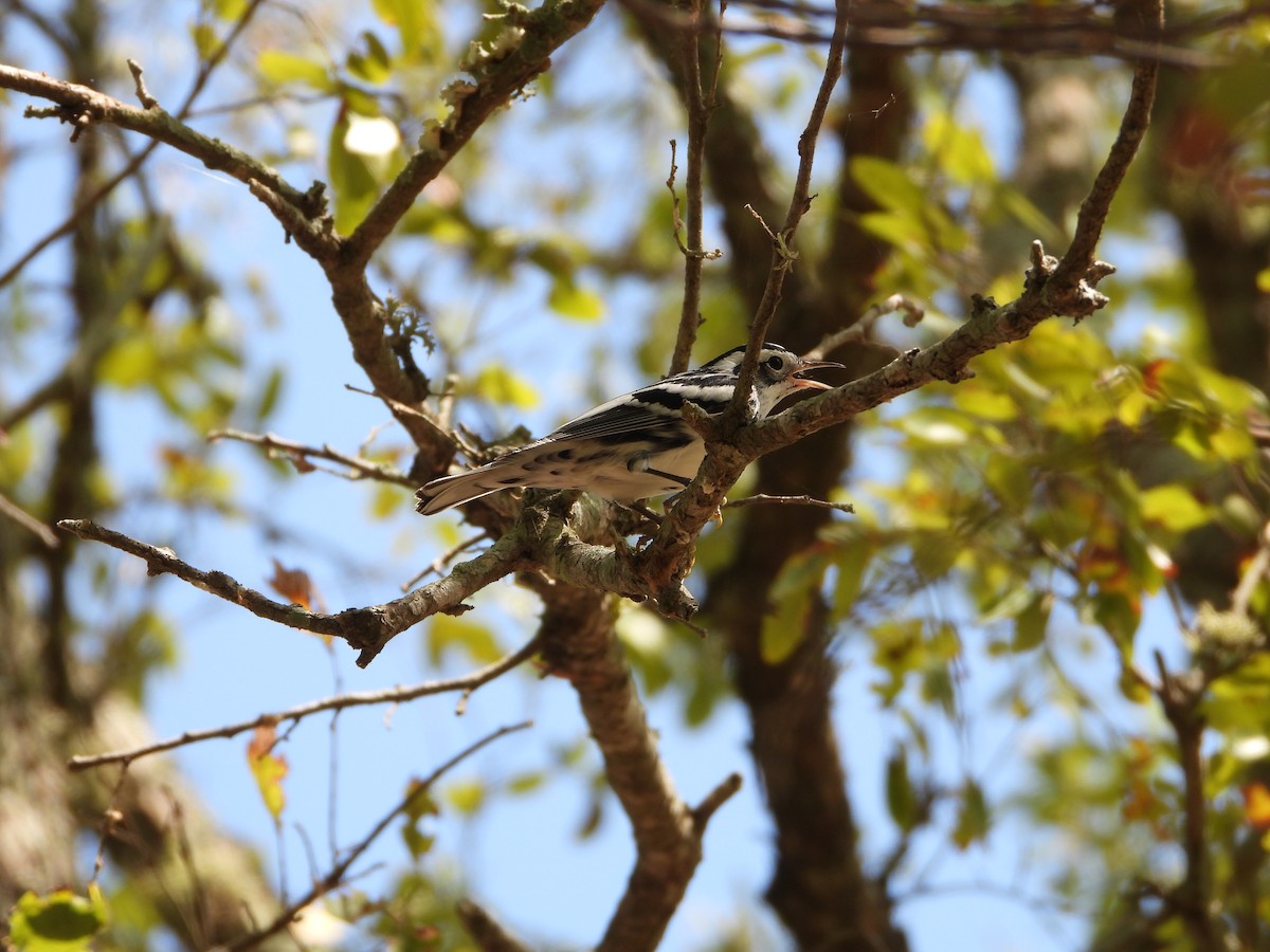 Black-and-white Warbler - ML608995368