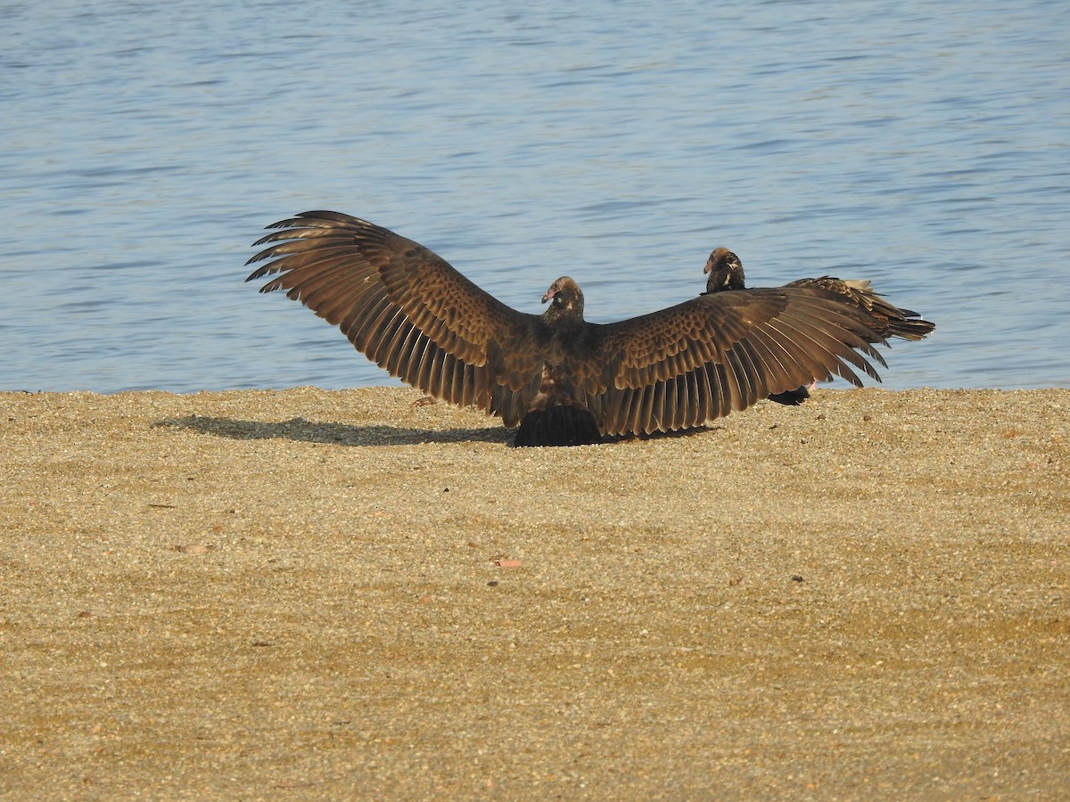 Turkey Vulture - ML608995425