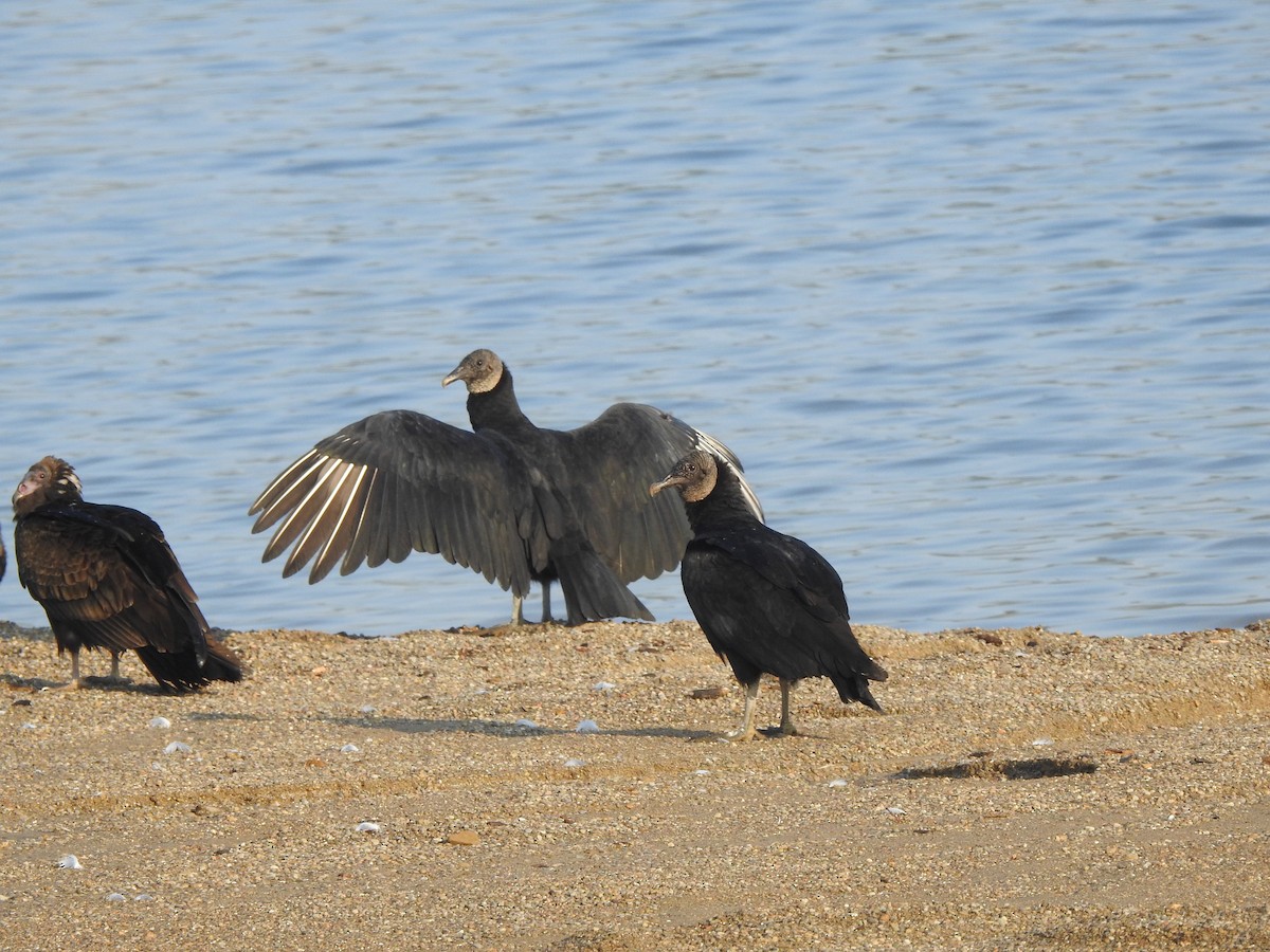 Black Vulture - Bill Stanley