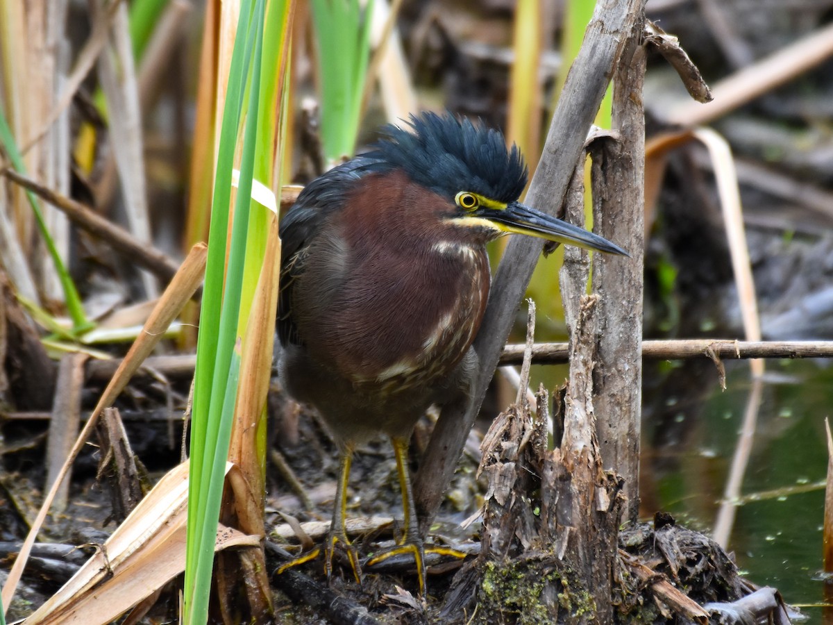 Green Heron - ML608995841