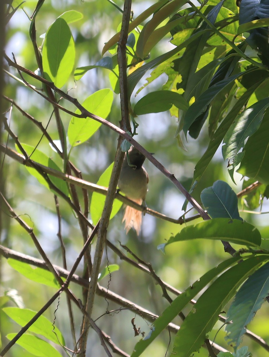 White-bellied Spinetail - ML608995918