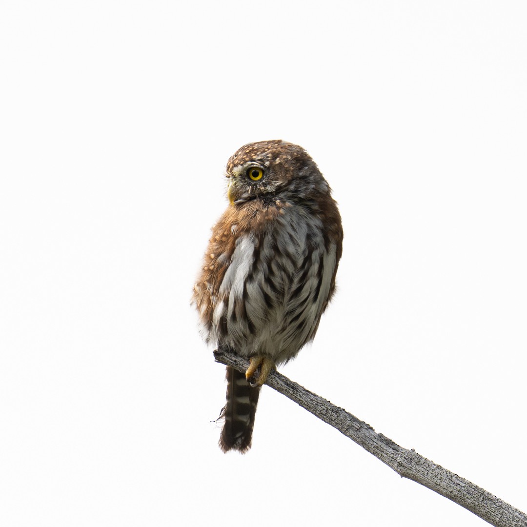Northern Pygmy-Owl - ML608996014