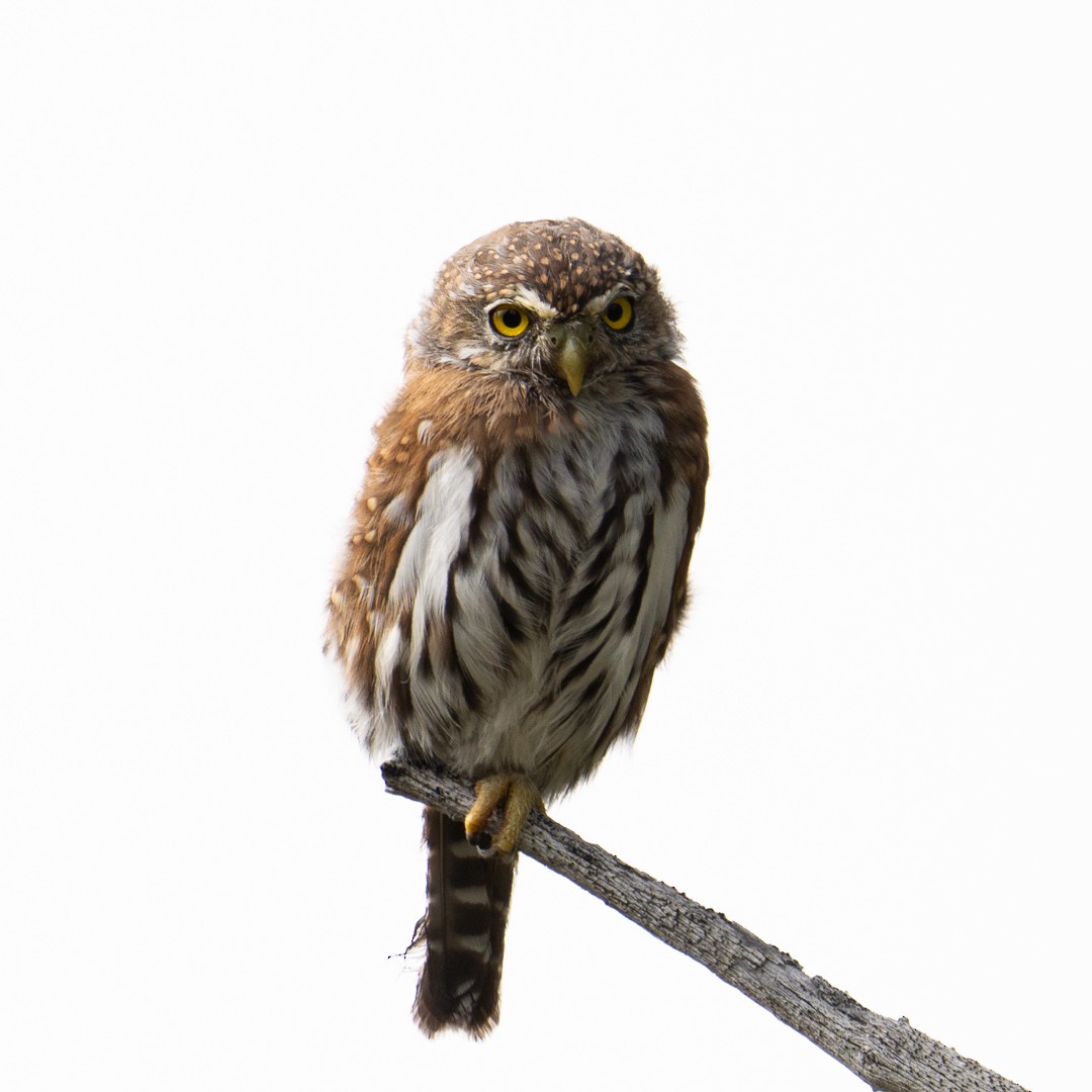 Northern Pygmy-Owl - ML608996015