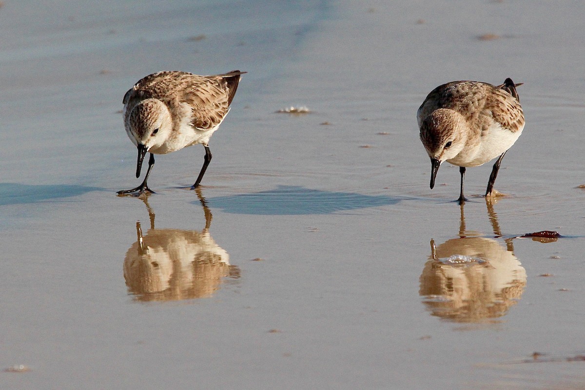 Red-necked Stint - Pauline and Ray Priest