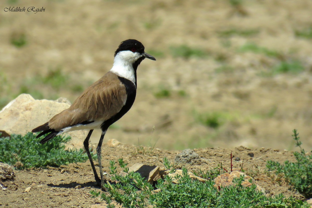 Spur-winged Lapwing - ML60899621