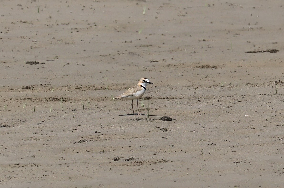 Collared Plover - ML608996243