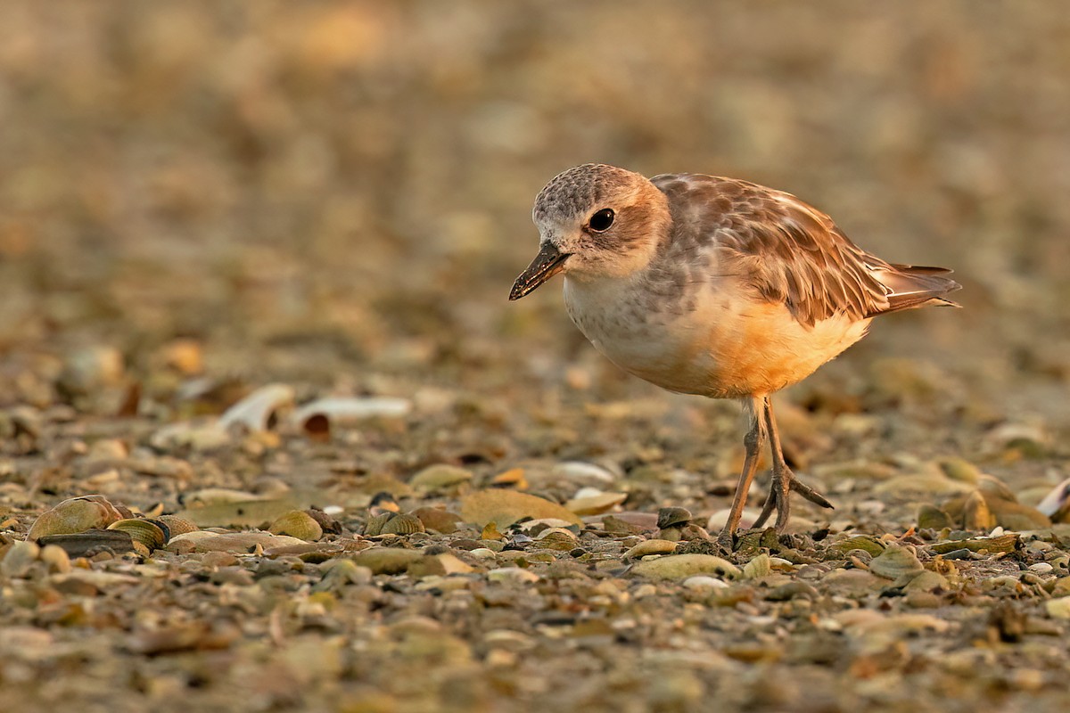 Red-breasted Dotterel - ML608996604