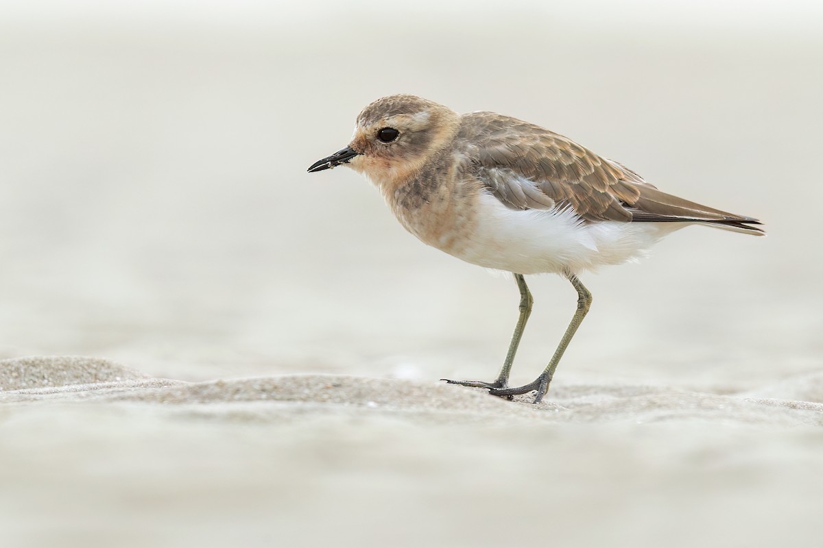 Double-banded Plover - ML608996610