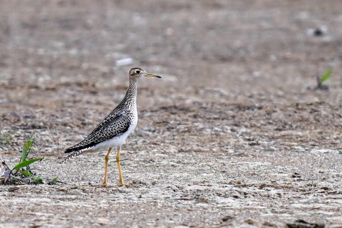 Upland Sandpiper - Guillaume Normand