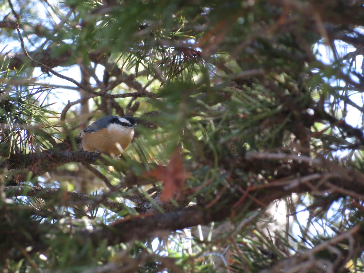 Red-breasted Nuthatch - ML608997018