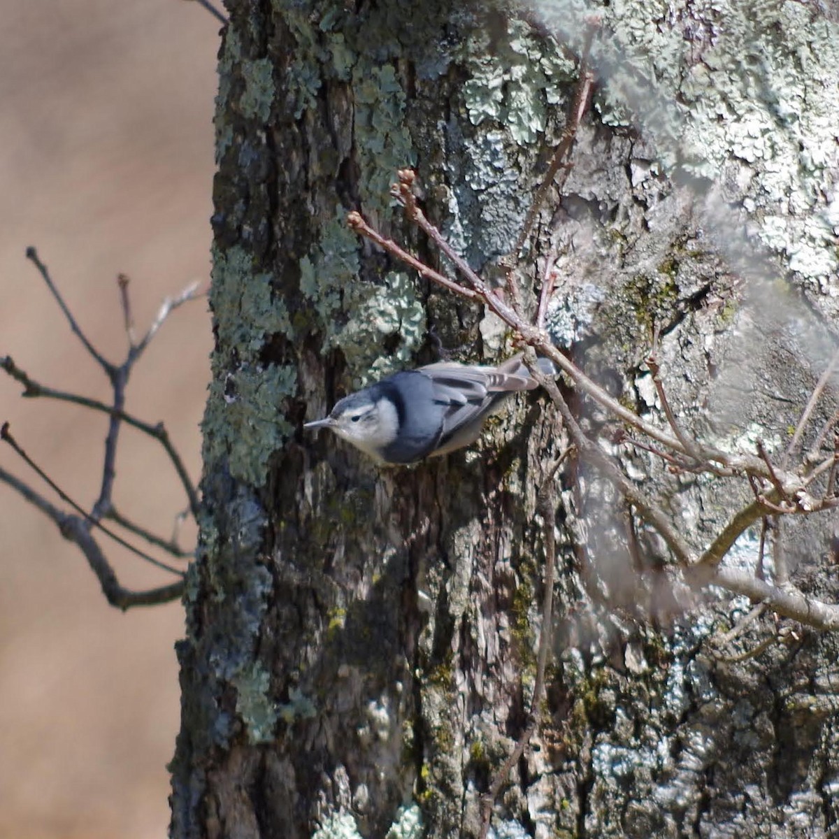 White-breasted Nuthatch - ML608997525