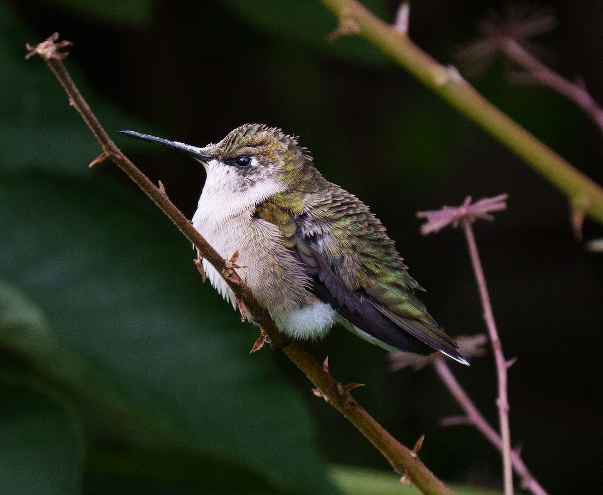Ruby-throated Hummingbird - Carl Bespolka