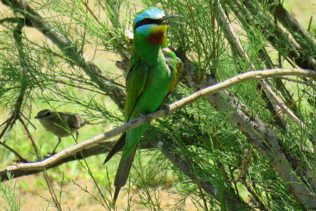 Blue-cheeked Bee-eater - ML60899781