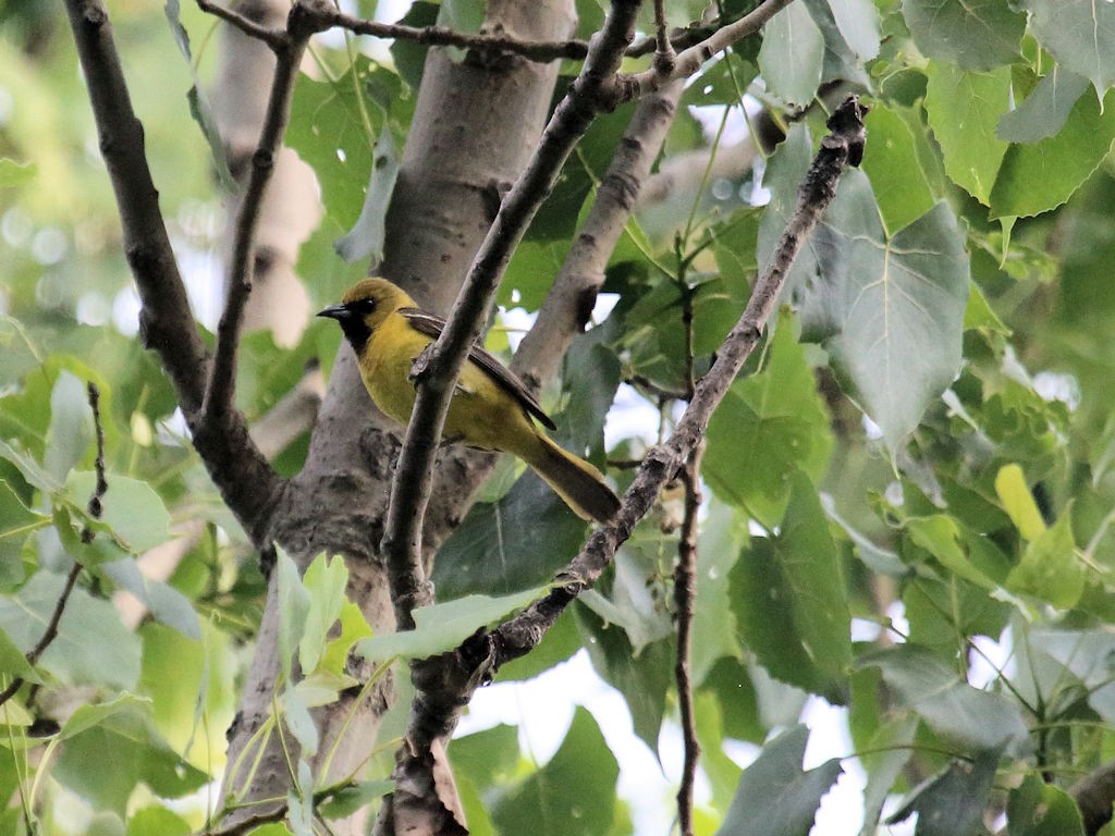 Orchard Oriole - ML60899791