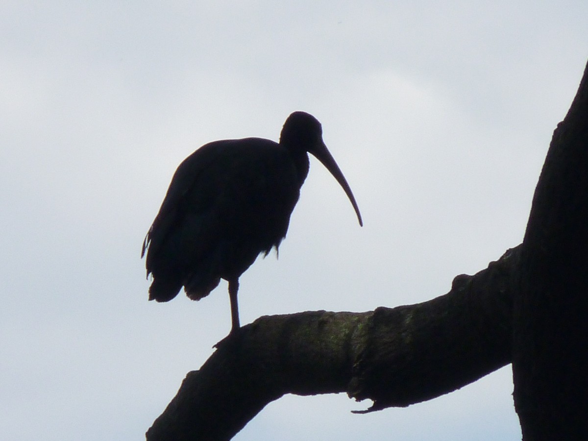 ibis tmavý - ML608997982