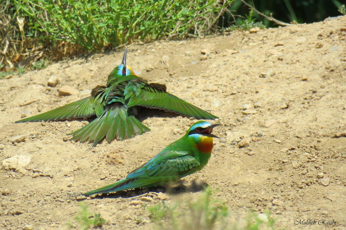 Blue-cheeked Bee-eater - ML60899811