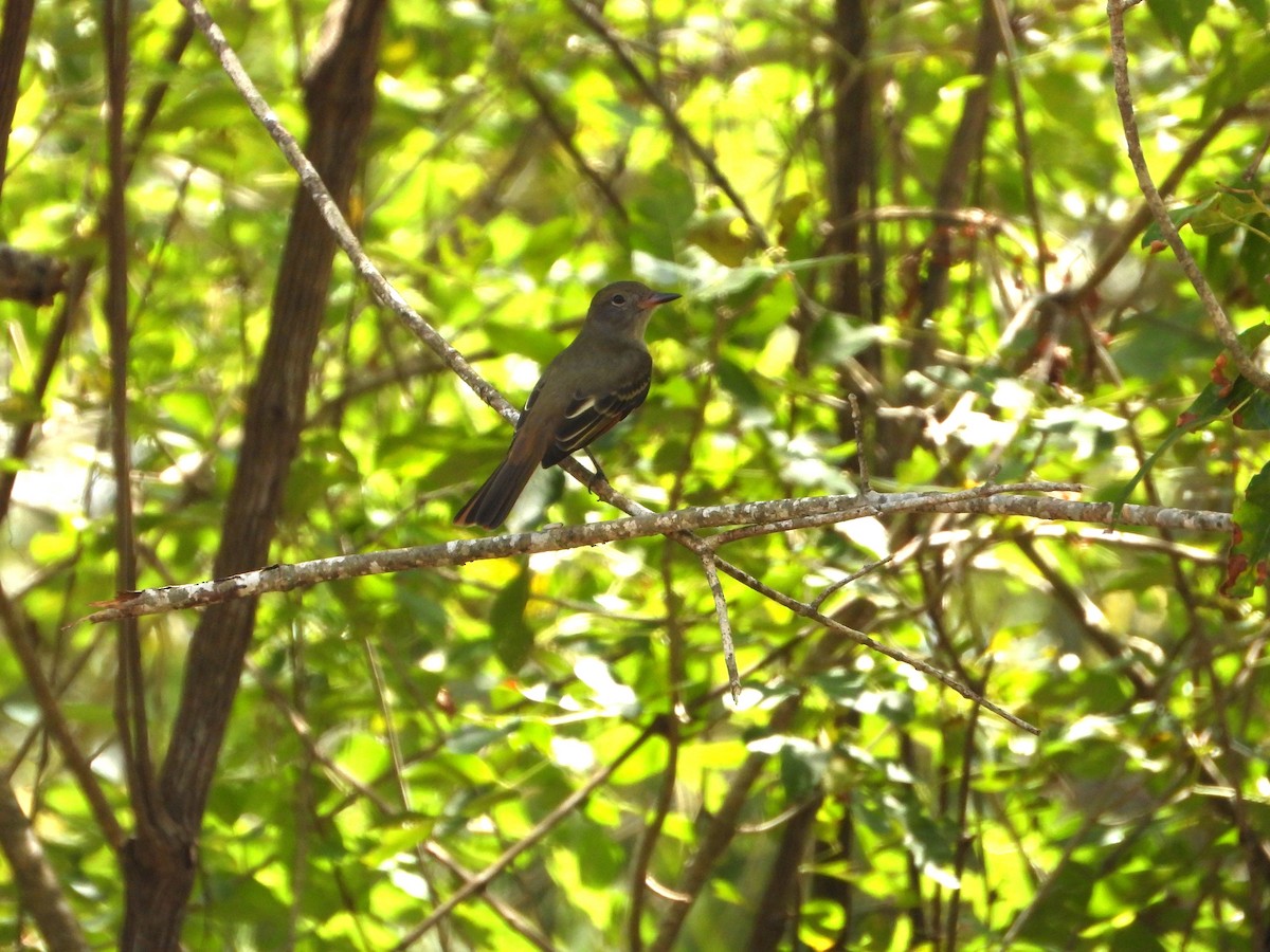 Great Crested Flycatcher - ML608998375