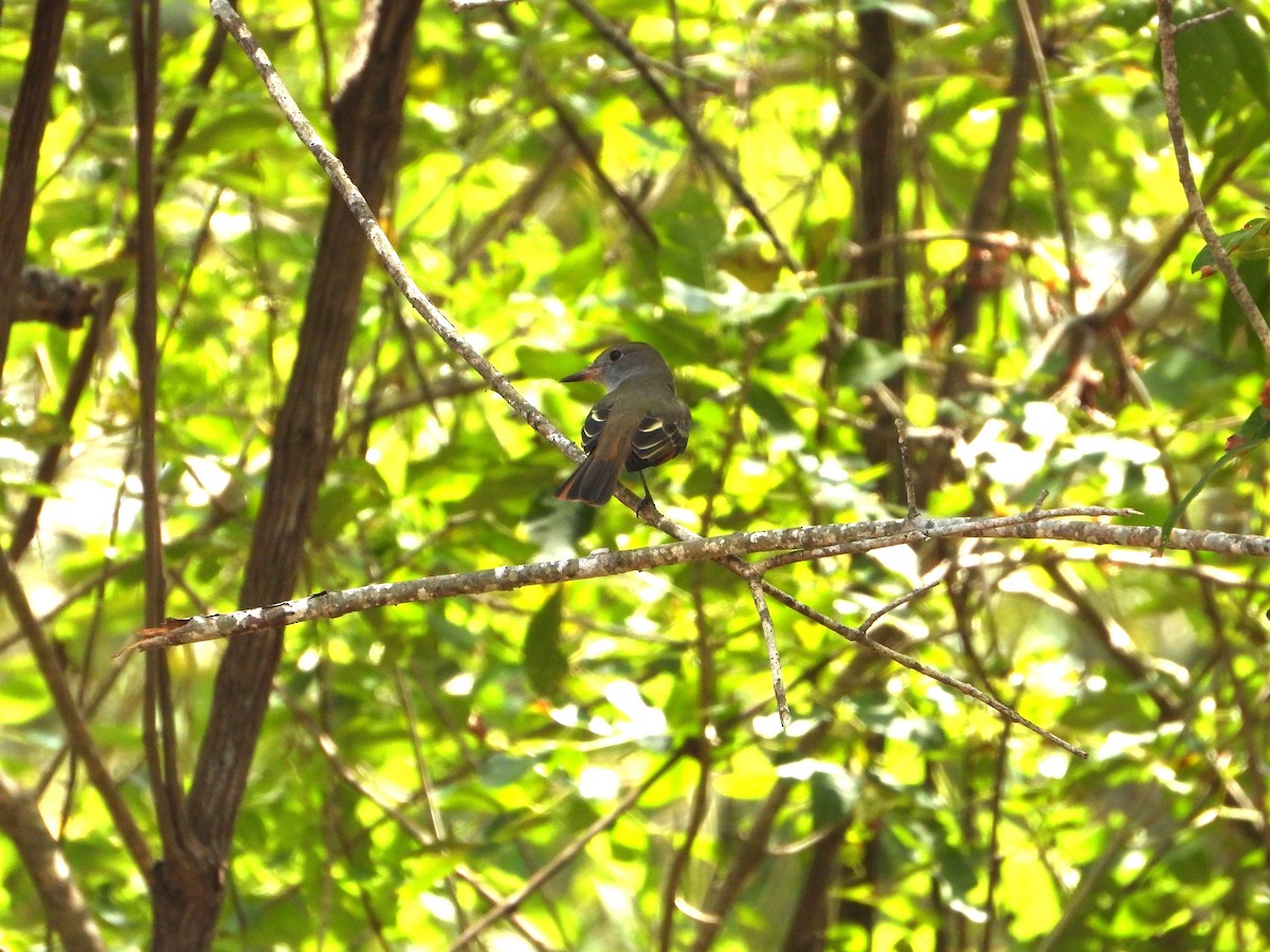 Great Crested Flycatcher - ML608998376