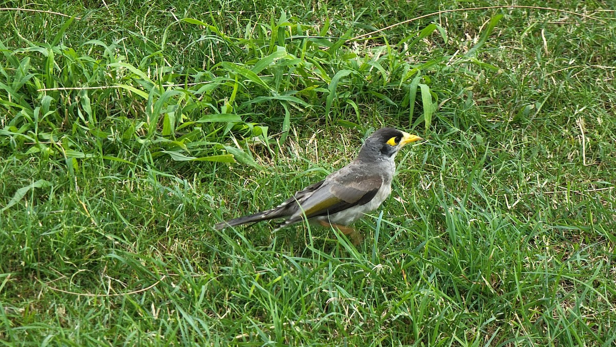 Weißstirn-Schwatzvogel - ML608998462