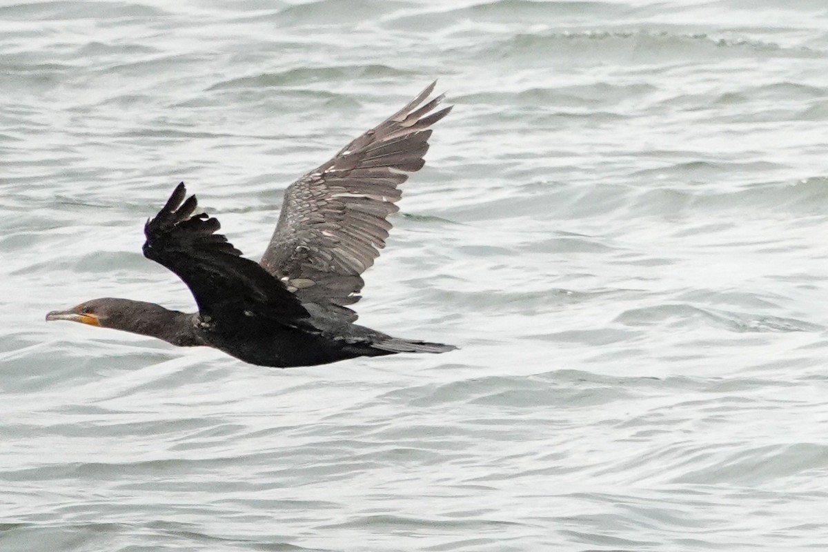 Double-crested Cormorant - ML608998524