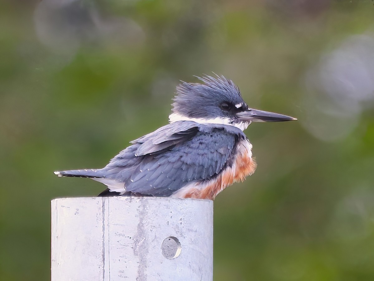 Belted Kingfisher - ML608998771