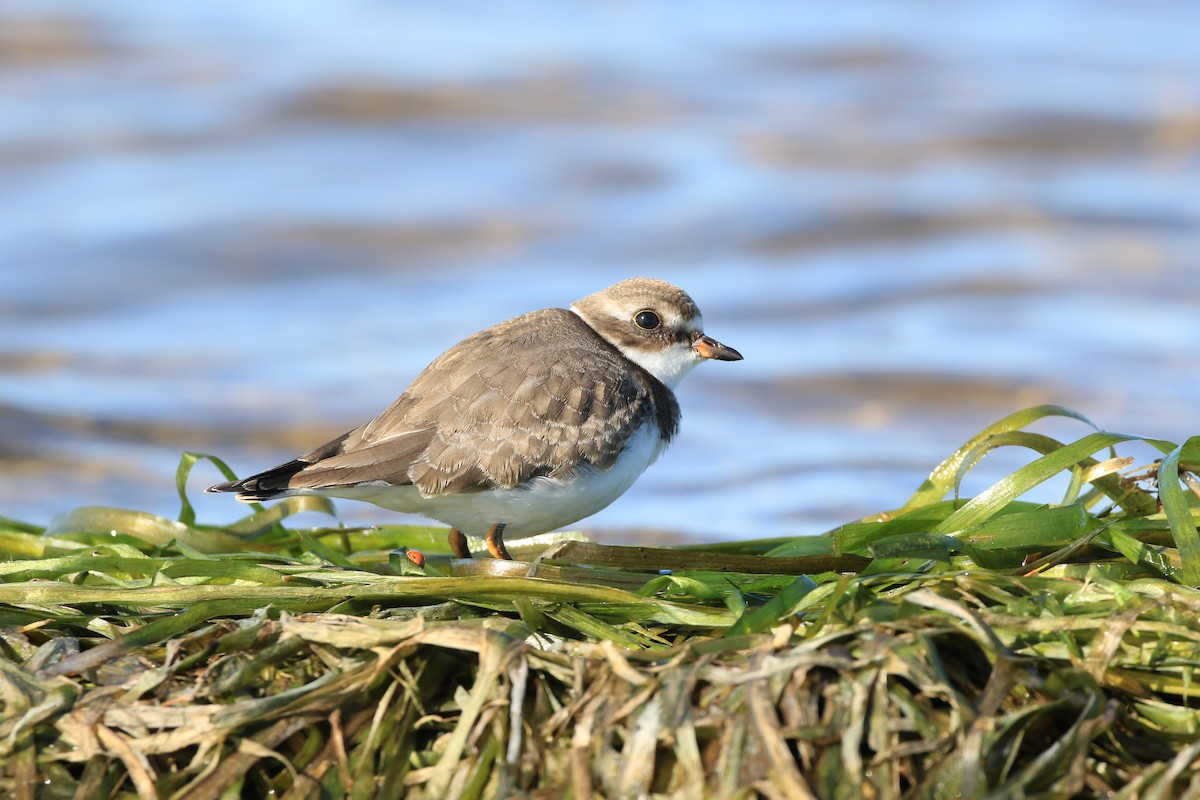 Semipalmated Plover - ML608998836