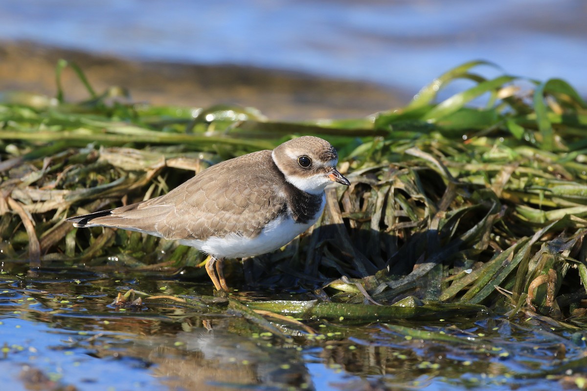 Semipalmated Plover - ML608998850