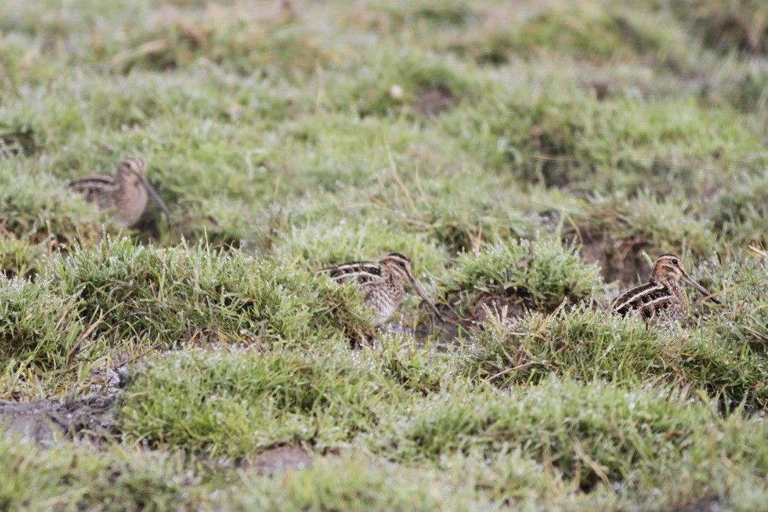 Wilson's Snipe - ML608999117