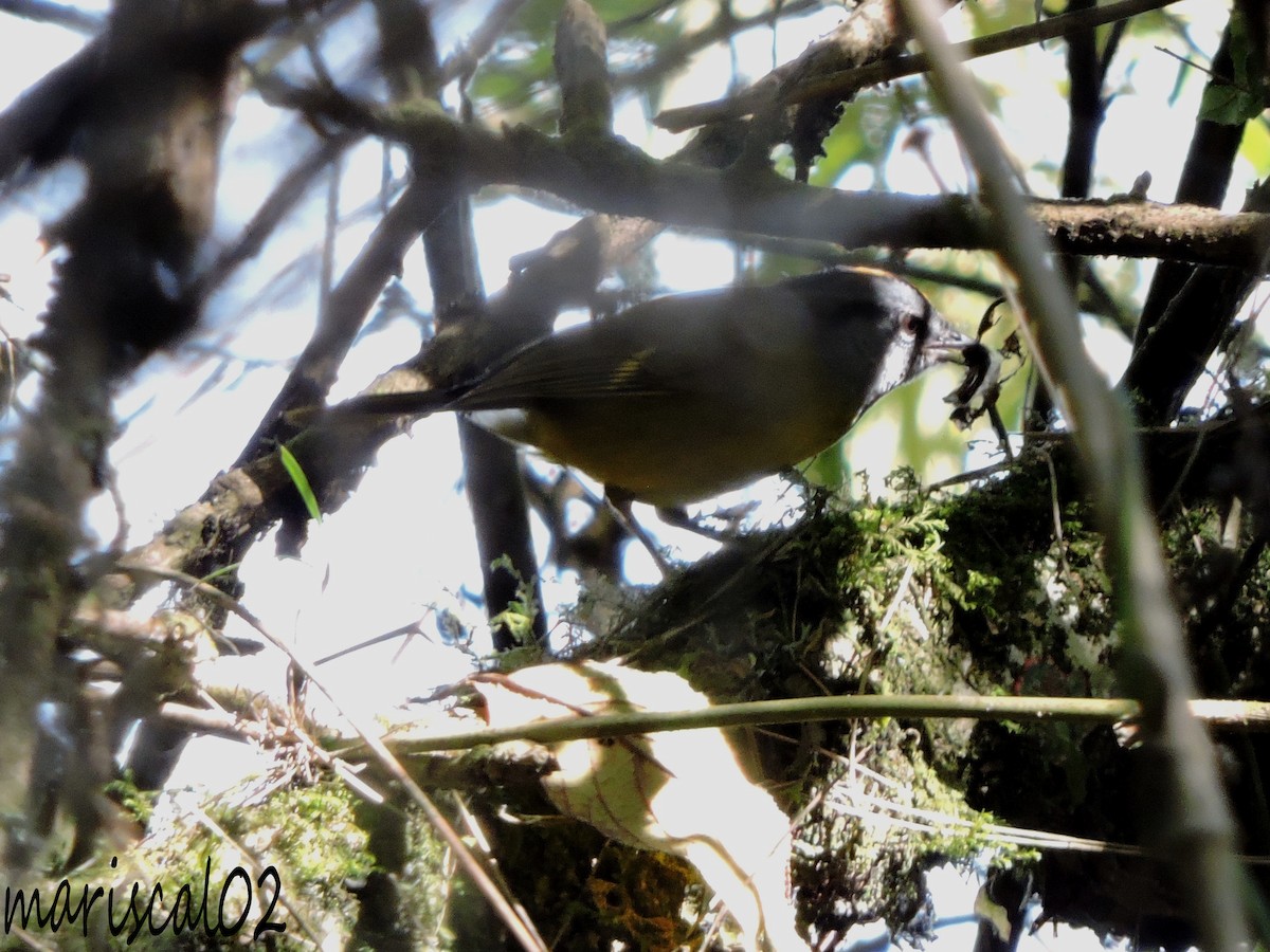 Russet-crowned Warbler - ML608999174