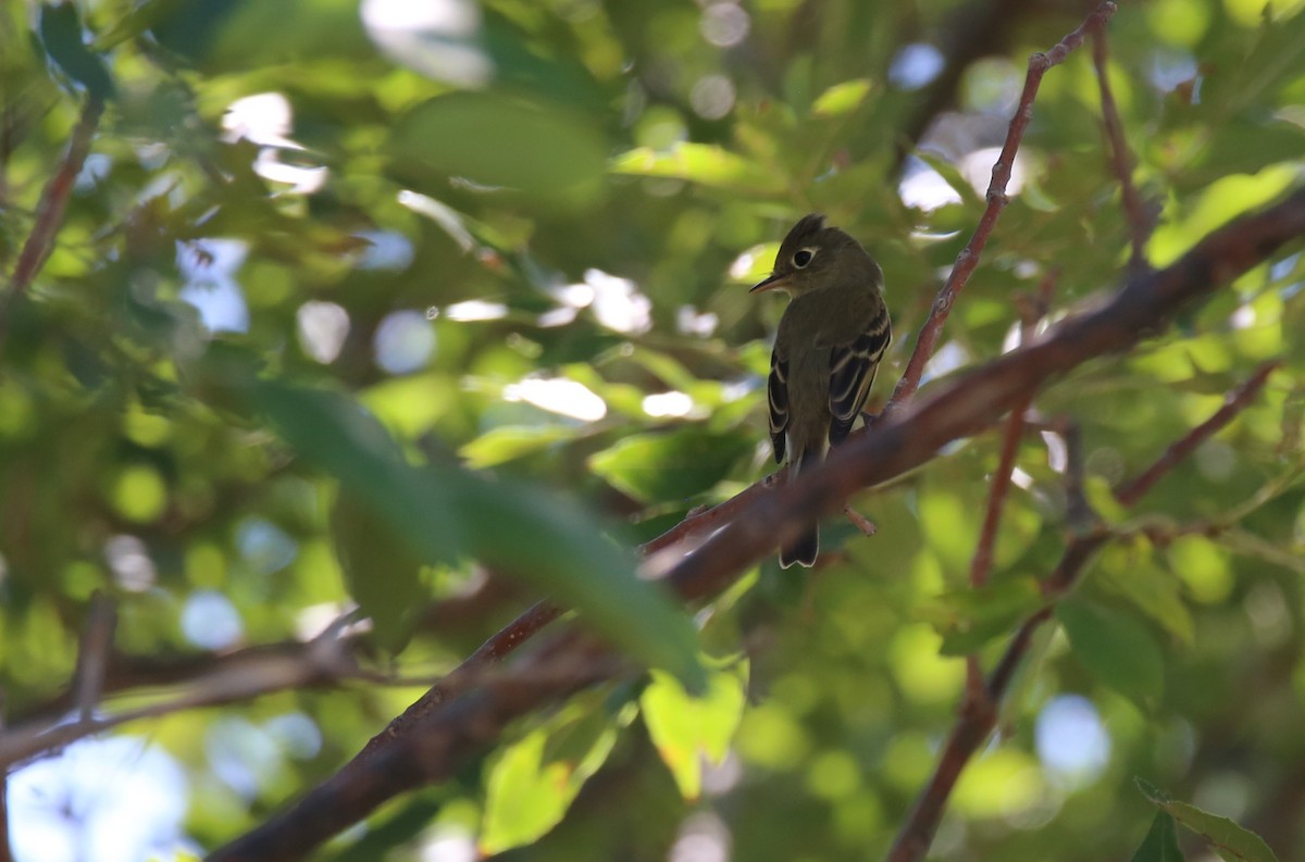 eBird Checklist 17 Sep 2023 E Road 11, Johnson USKS 37.59152, 101