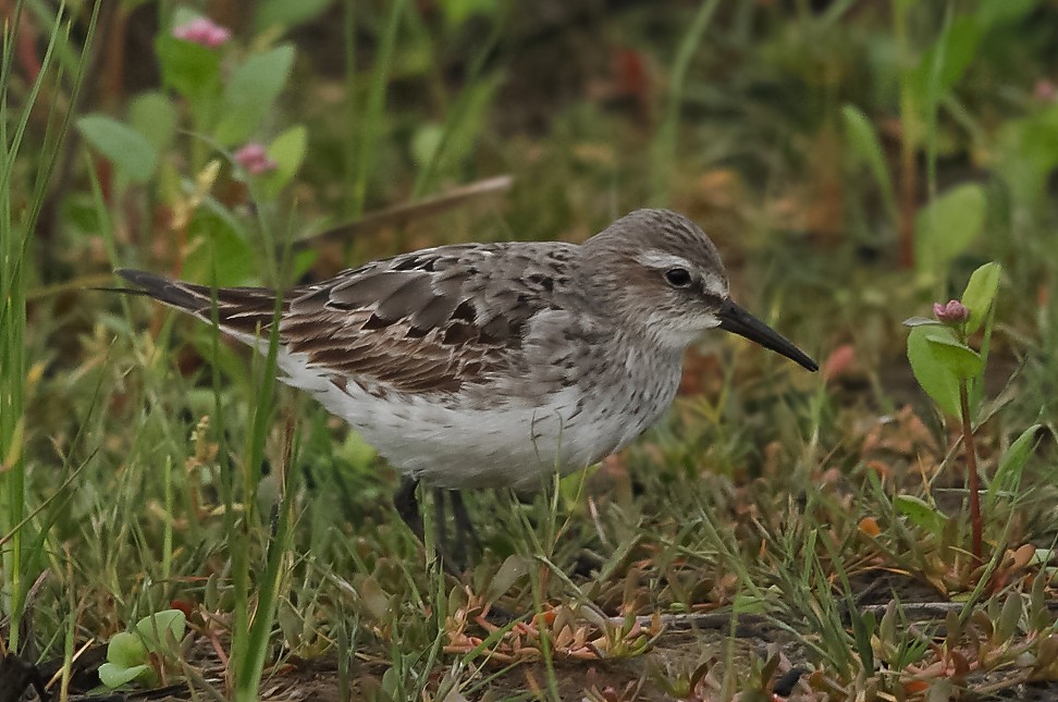 White-rumped Sandpiper - Anonymous