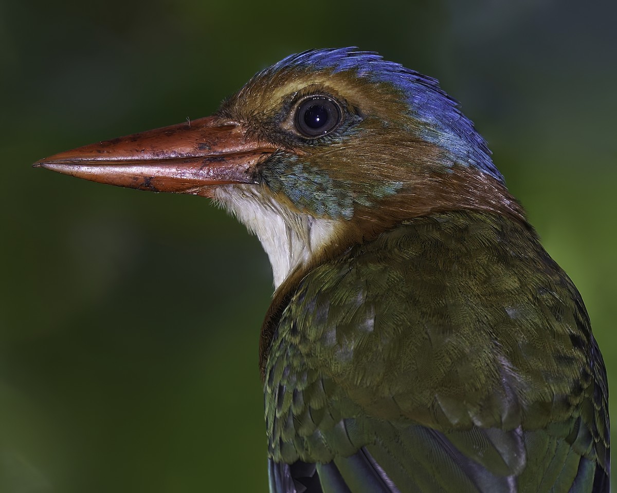 Green-backed Kingfisher - ML609000087