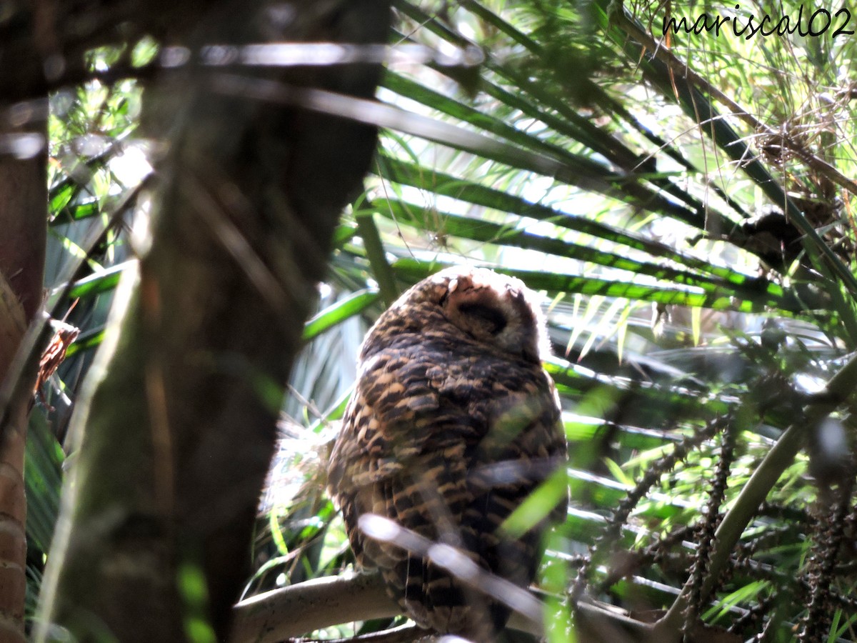 Rufous-banded Owl - ML609000217