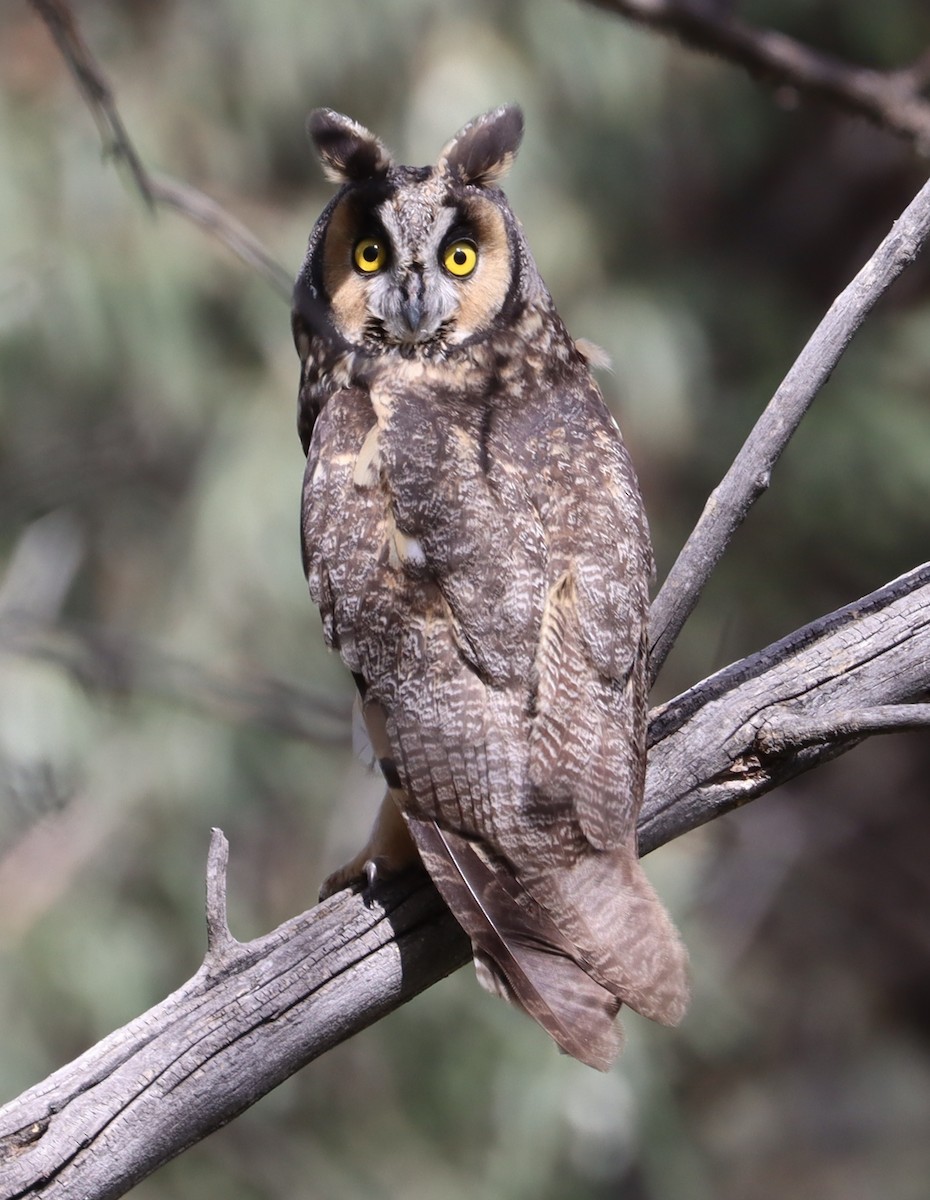 Long-eared Owl - Brad Biggerstaff