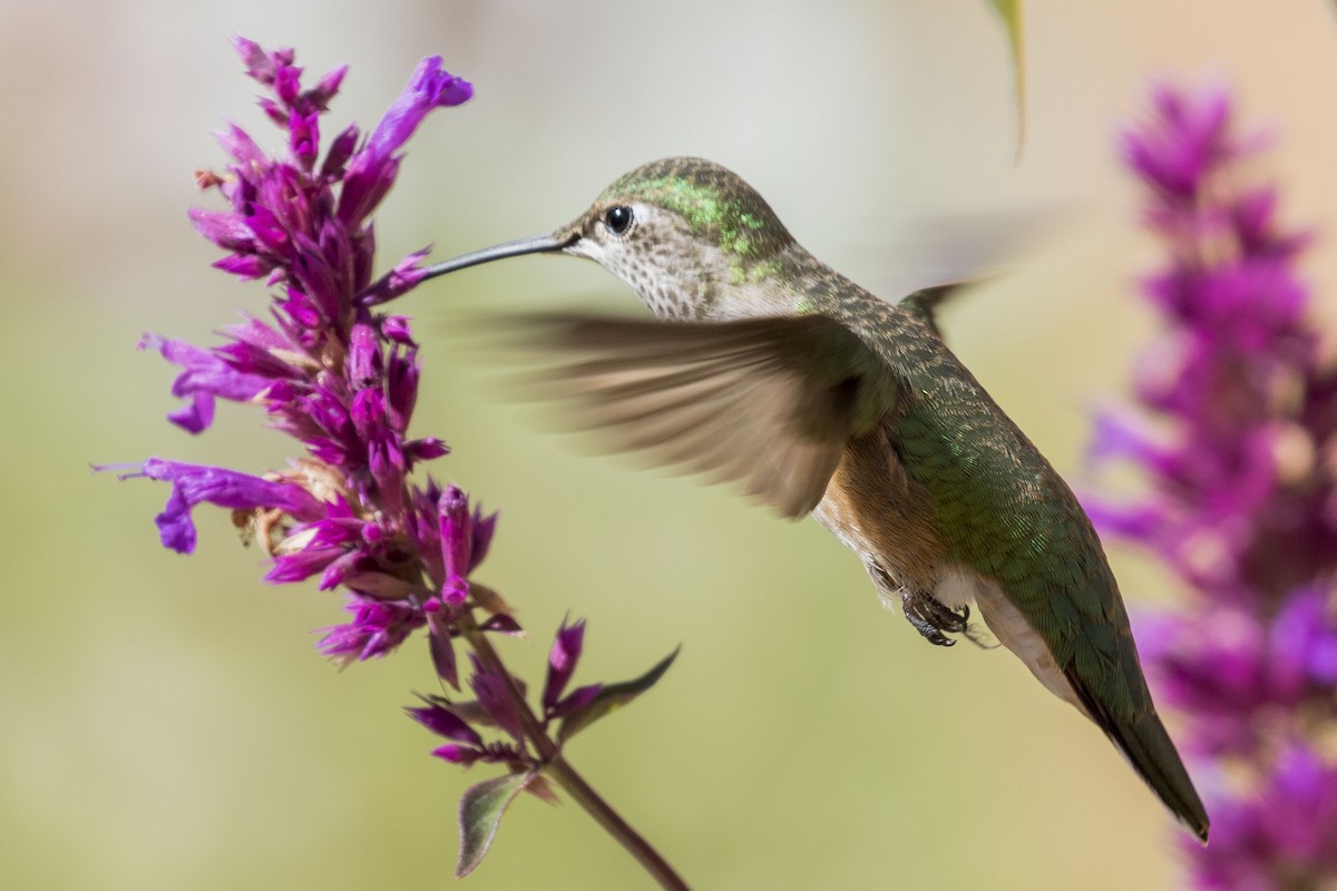 Broad-tailed Hummingbird - ML609000699