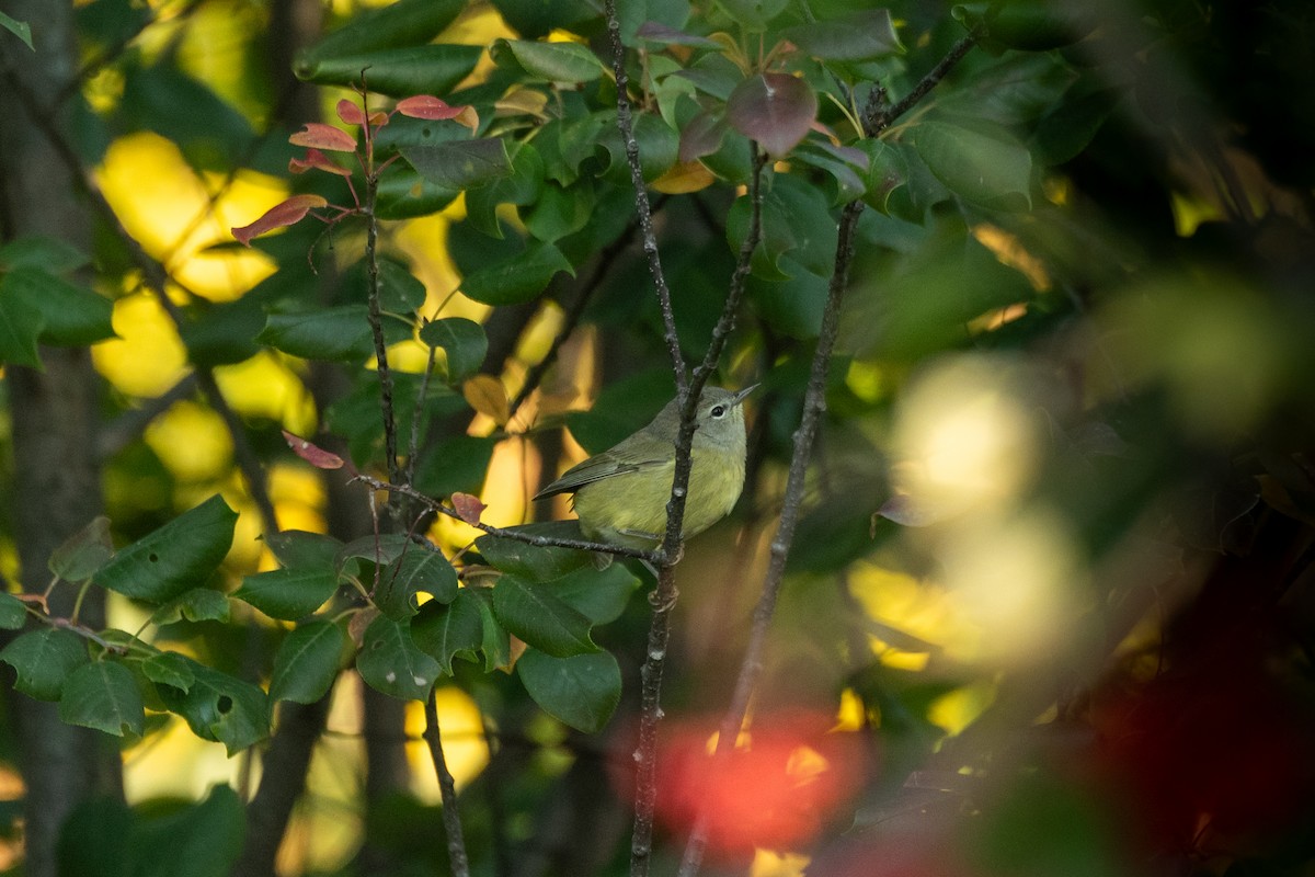 Orange-crowned Warbler - ML609000701