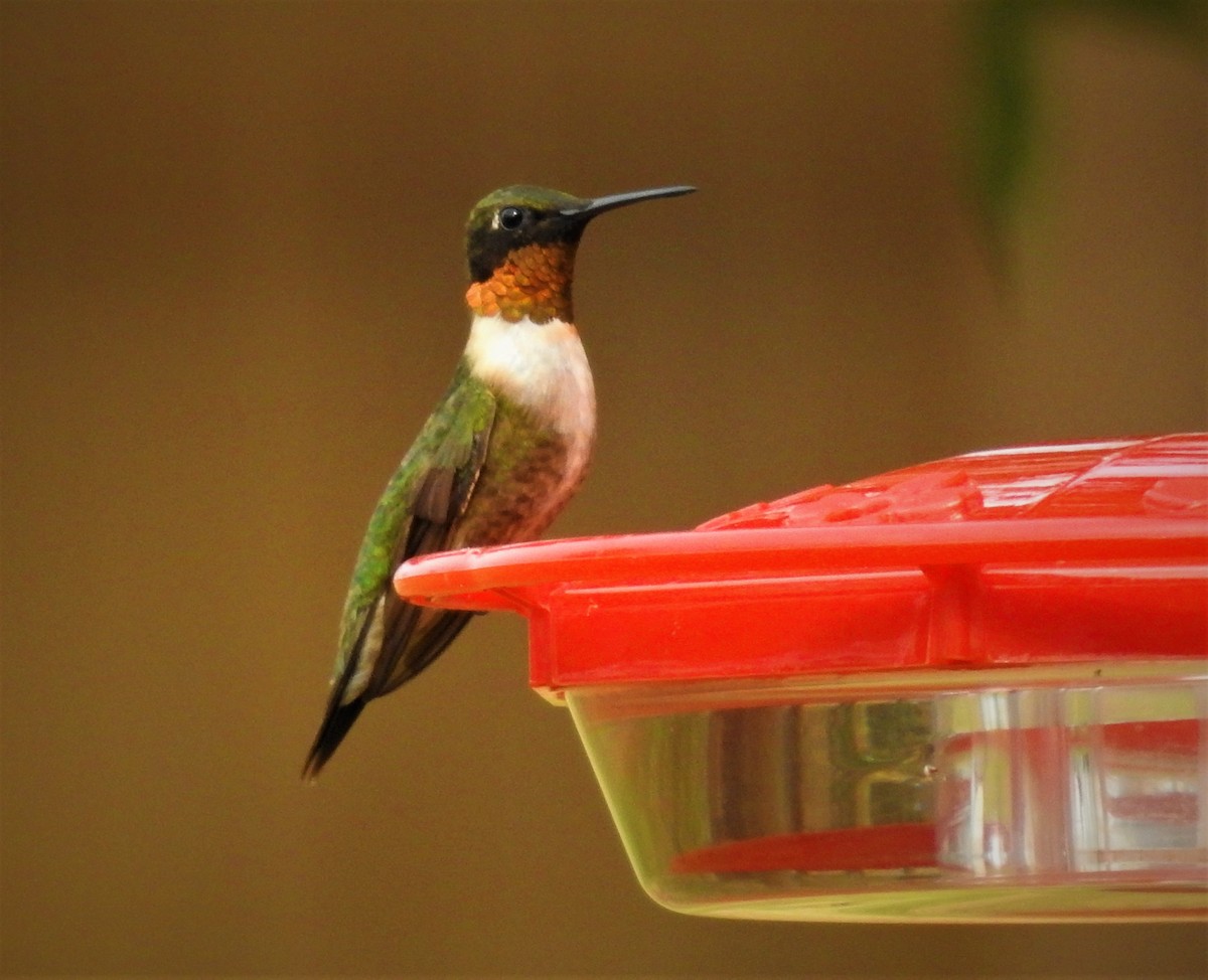 Ruby-throated Hummingbird - ML609001036