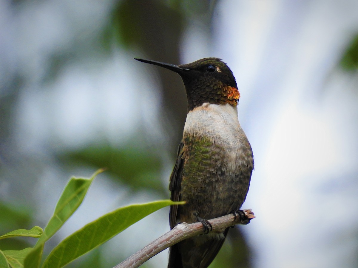 Ruby-throated Hummingbird - ML609001047