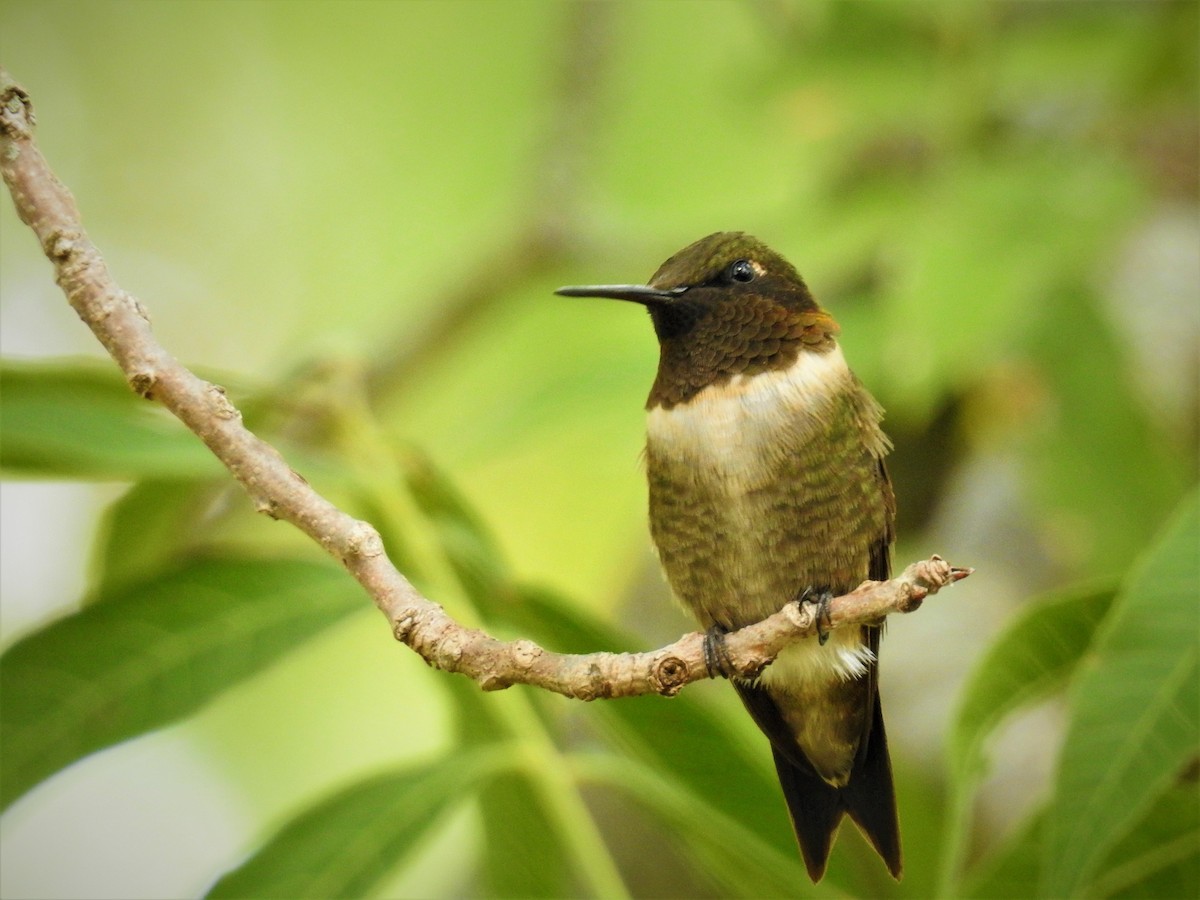 Ruby-throated Hummingbird - ML609001095